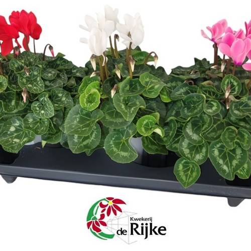 Cyclame mix Super Serie XL T15 H035