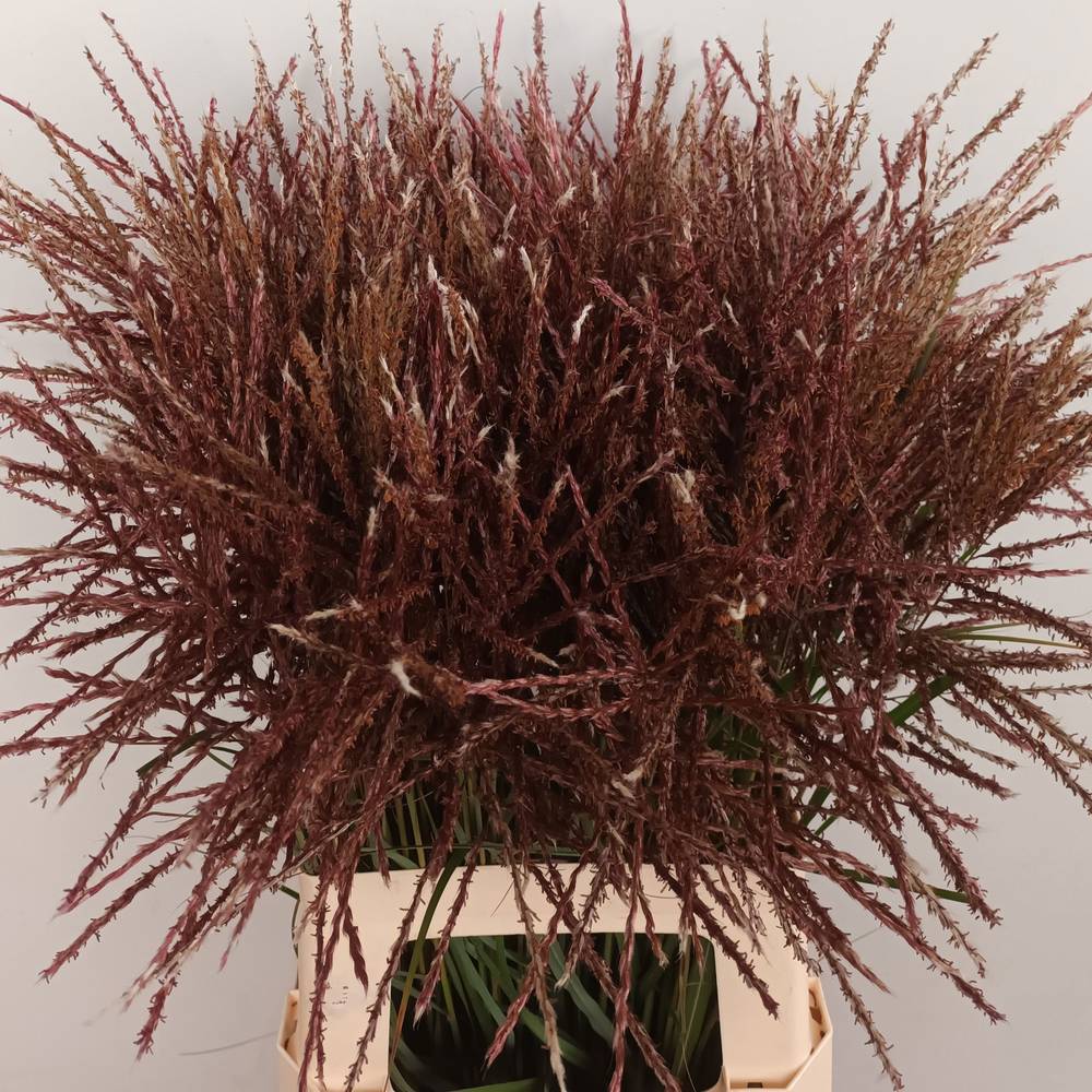 Ziergras rot Miscanthus Fern Ostem 70cm