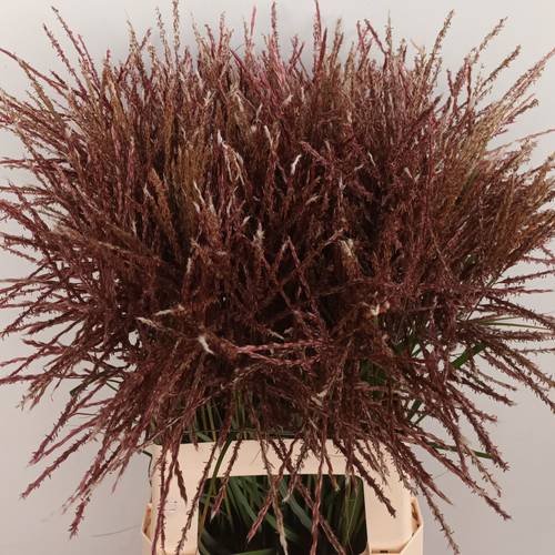 Ziergras rot Miscanthus Fern Ostem 70cm