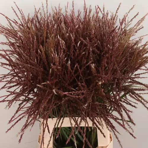 Ziergras rot Miscanthus Fern Ostem 70cm
