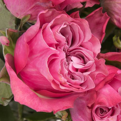 Rose lila Country Blues (Ec) 60cm X10