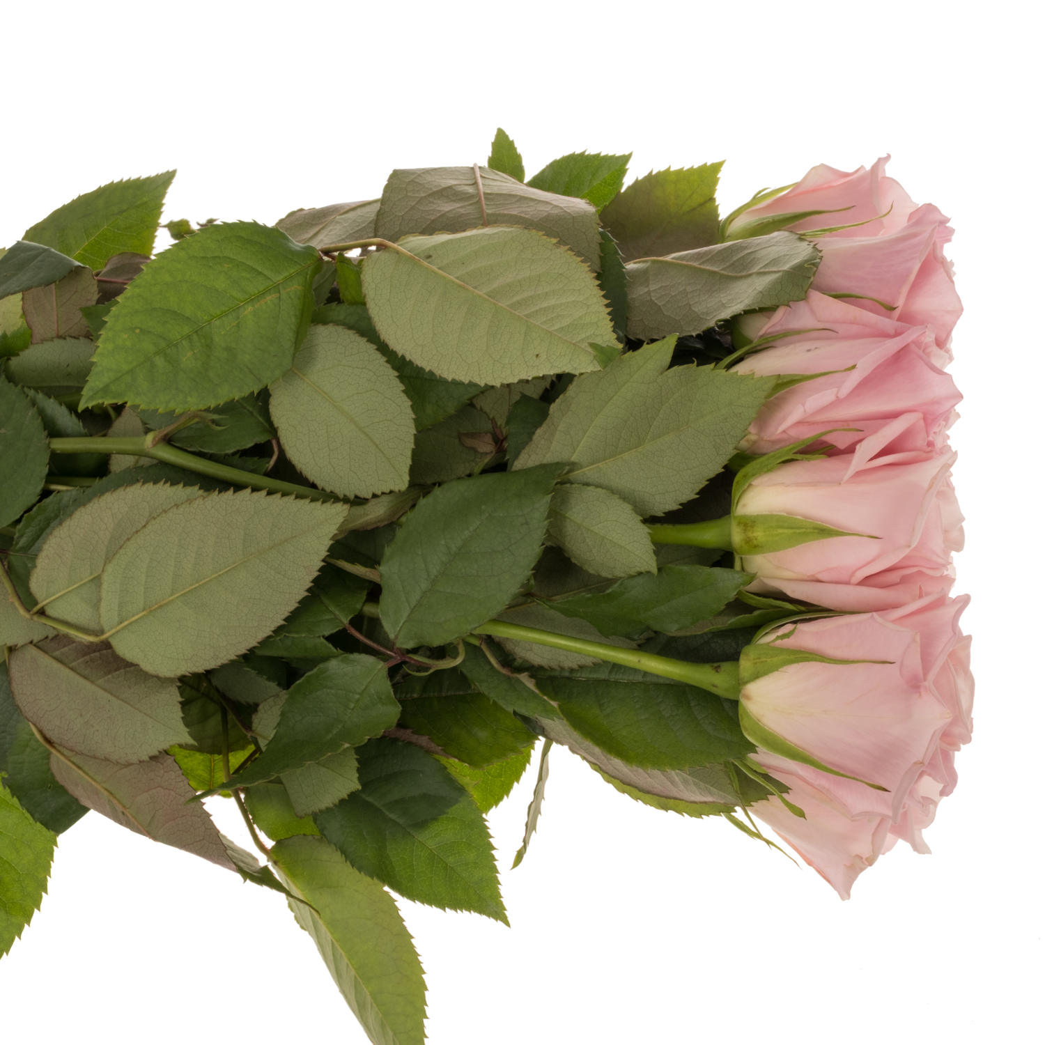 Rose hell rosa Sweet Escimo 50cm