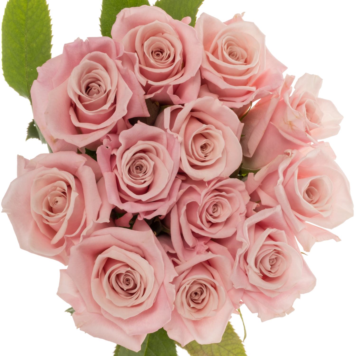Rose hell rosa Sweet Escimo 50cm