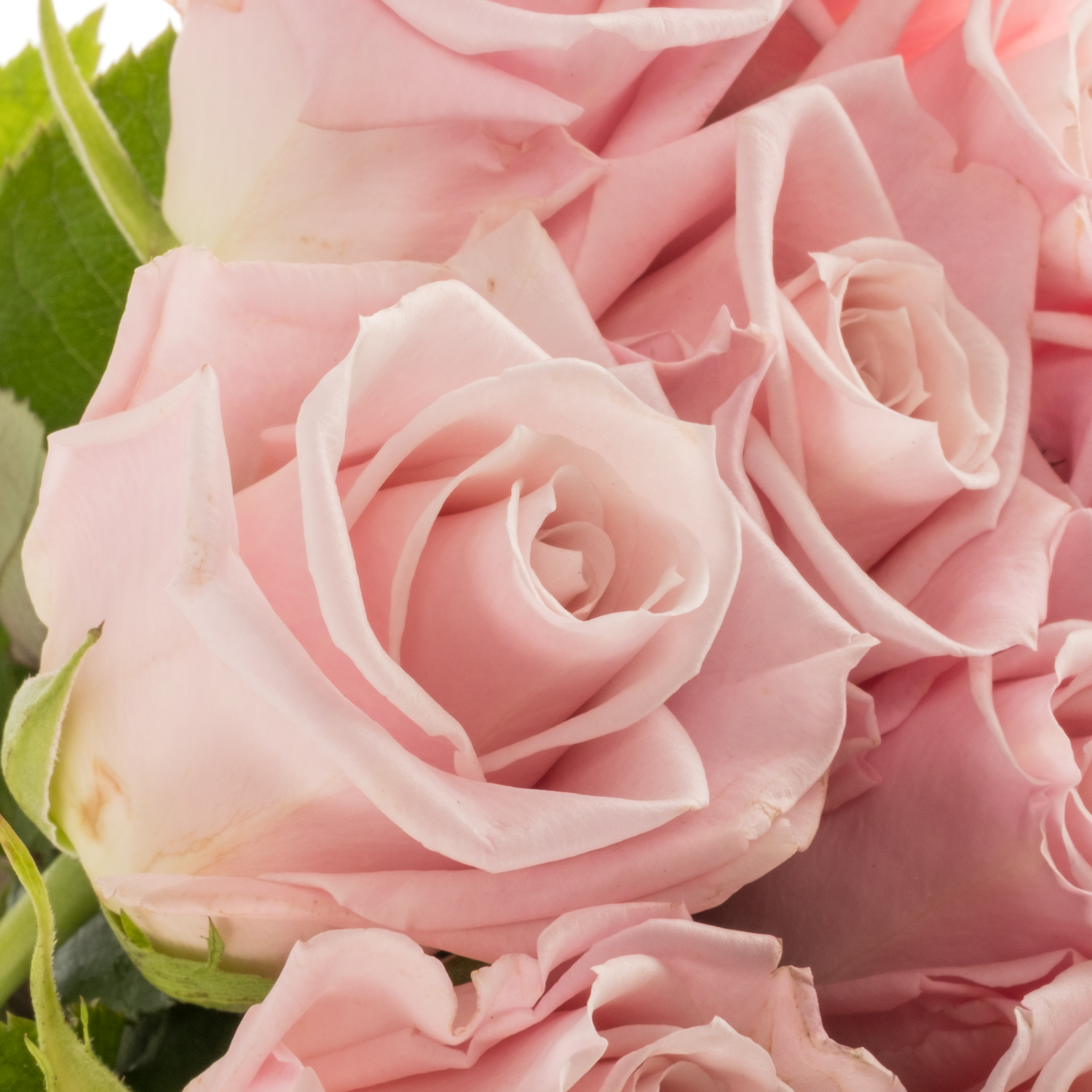 Rose hell rosa Sweet Escimo 50cm