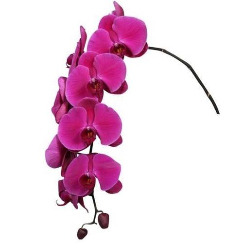 Phalaenopsis lila Haze 5+Blüte 40cm