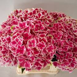 Hortensie dunkelrosa/weiss My Rio Bol 17cm 40cm