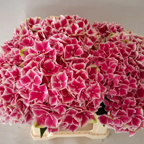 Hortensie dunkelrosa/weiss My Rio Bol 17cm 40cm