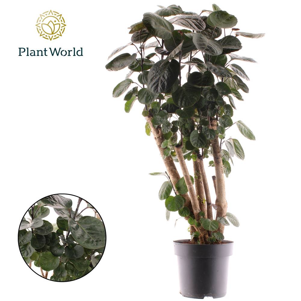 Polyscias Fabian T24 H100