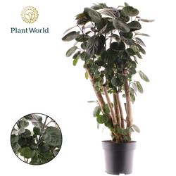 Polyscias Fabian T24 H100
