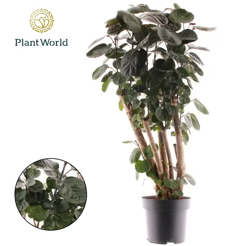 Polyscias Fabian T24 H100