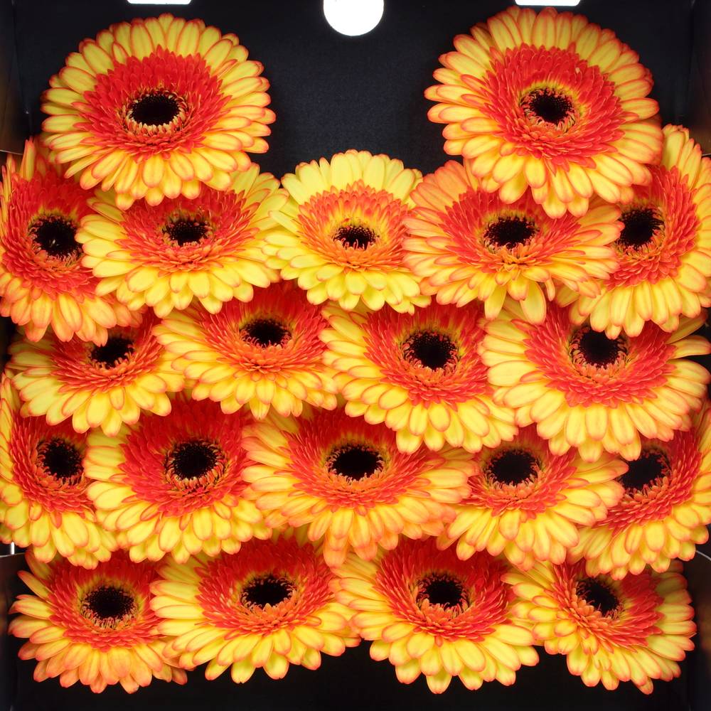Germini gelb/orange Decora
