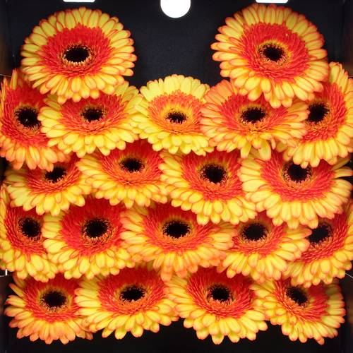 Germini gelb/orange Decora