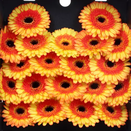 Germini gelb/orange Decora