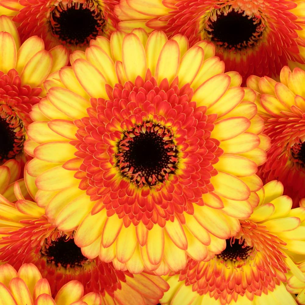 Germini gelb/orange Decora