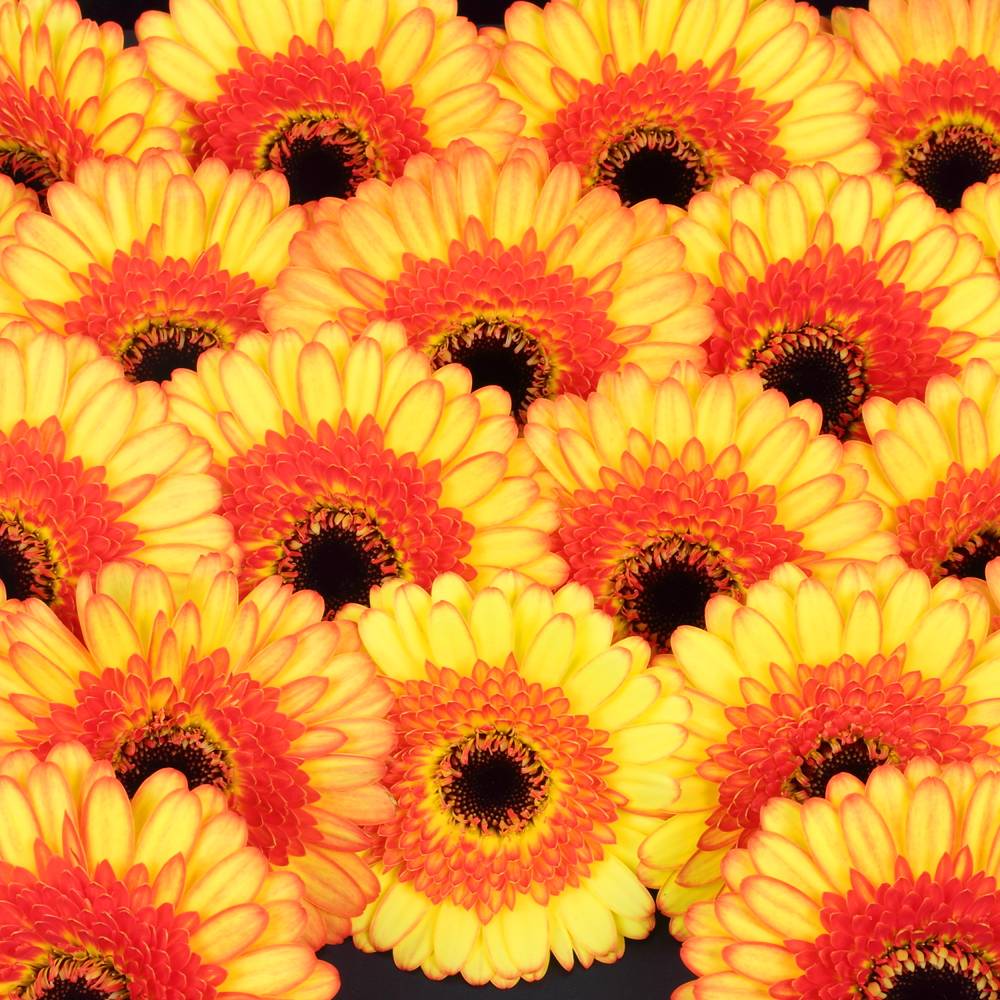 Germini gelb/orange Decora