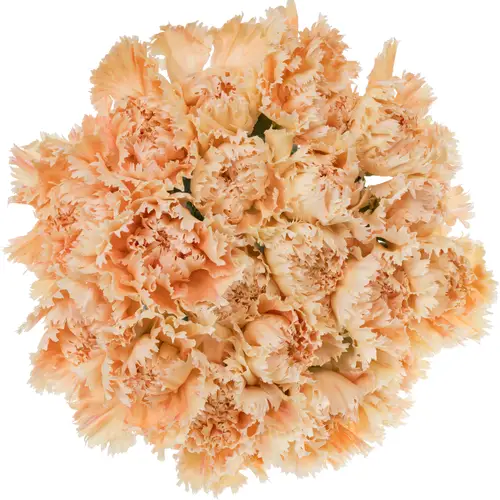 Nelke apricot Lady Cappuccino 65cm