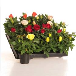 Rosa Hybrid mix T06 H10