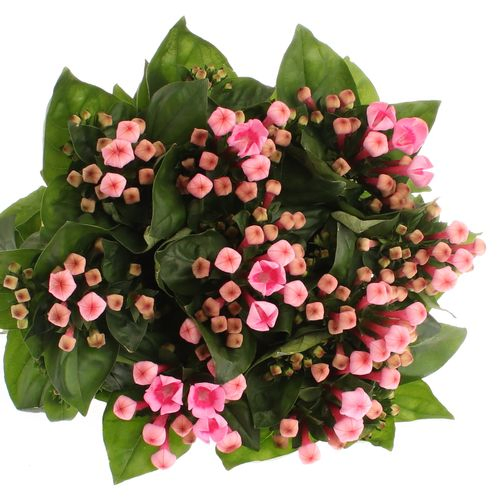Bouvardie rosa Light Pink 70cm