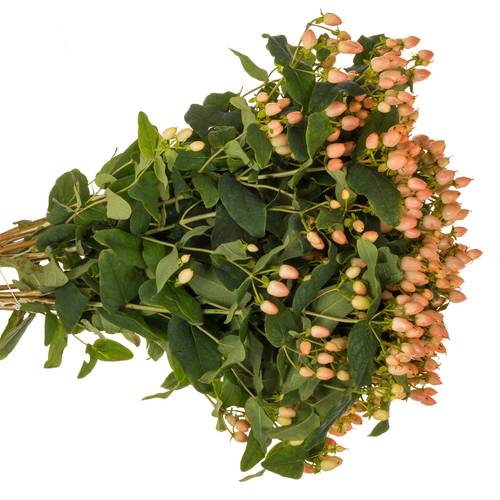 Hypericum orange Magical Innocence 70cm x20
