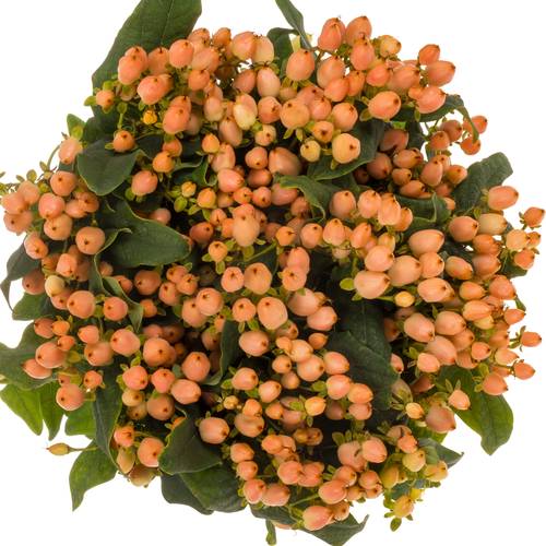 Hypericum orange Magical Innocence 70cm x20