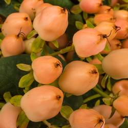 Hypericum orange Magical Innocence 70cm x20