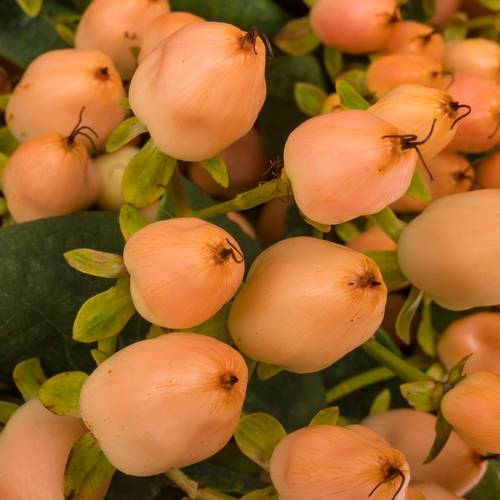 Hypericum orange Magical Innocence 70cm x20