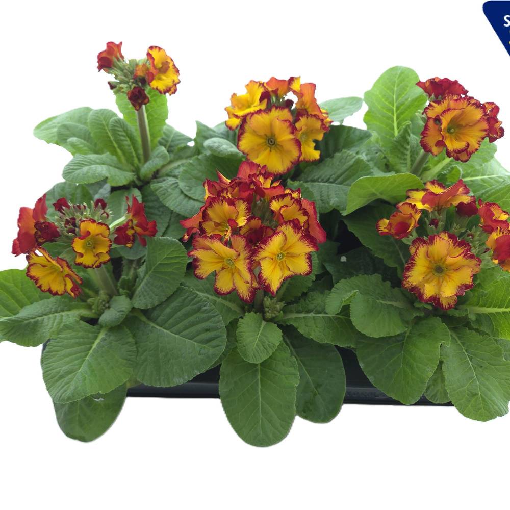 Primula Elatior Sibel Scarlet T12 H020