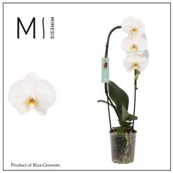 Phal.1-R weiss Mimesis Flow Tokyo T12 H060