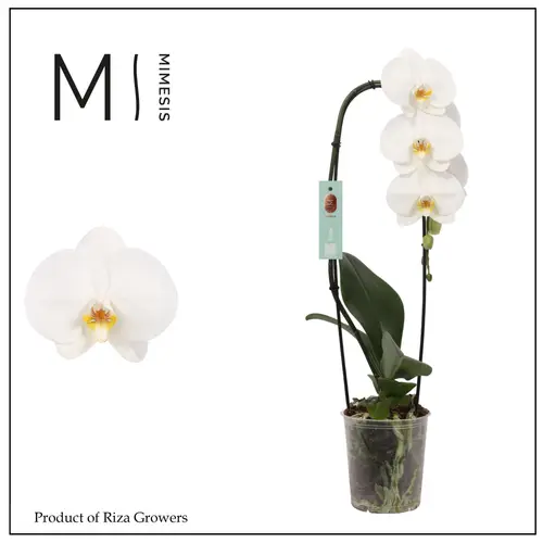 Phal.1-R weiss Mimesis Flow Tokyo T12 H060