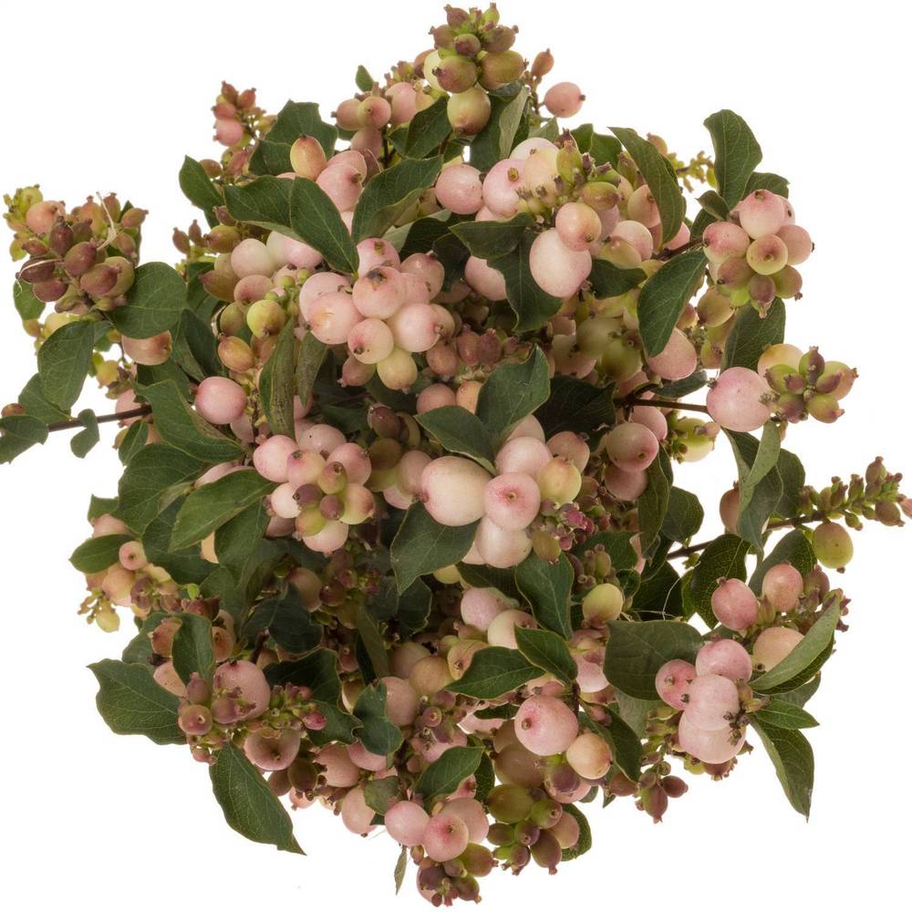 Schneebeere rosa Charming Fantasy 60cm