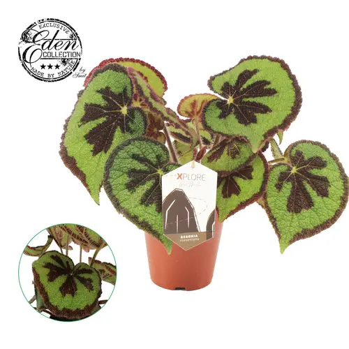 Begonia Masoniana T15 H30