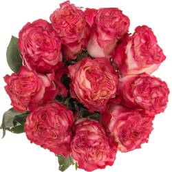 Rose fuchsia/creme Enchantement (Ec) 70cm