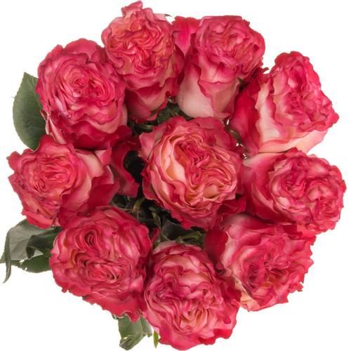 Rose fuchsia/creme Enchantement (Ec) 70cm