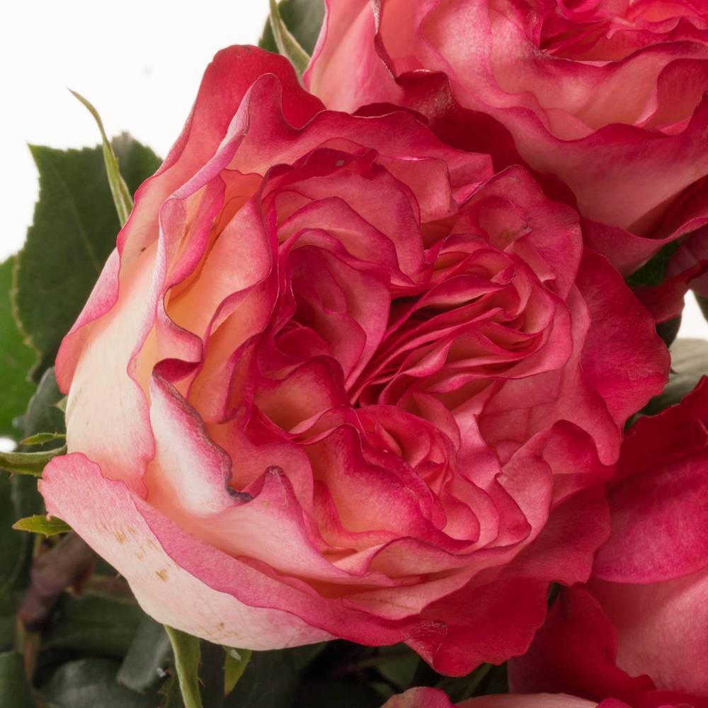 Rose fuchsia/creme Enchantement (Ec) 70cm