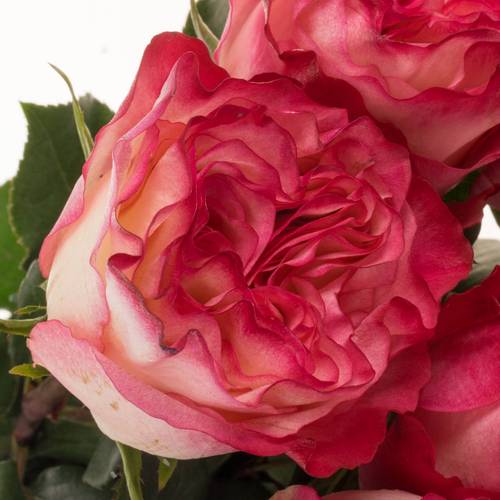 Rose fuchsia/creme Enchantement (Ec) 70cm