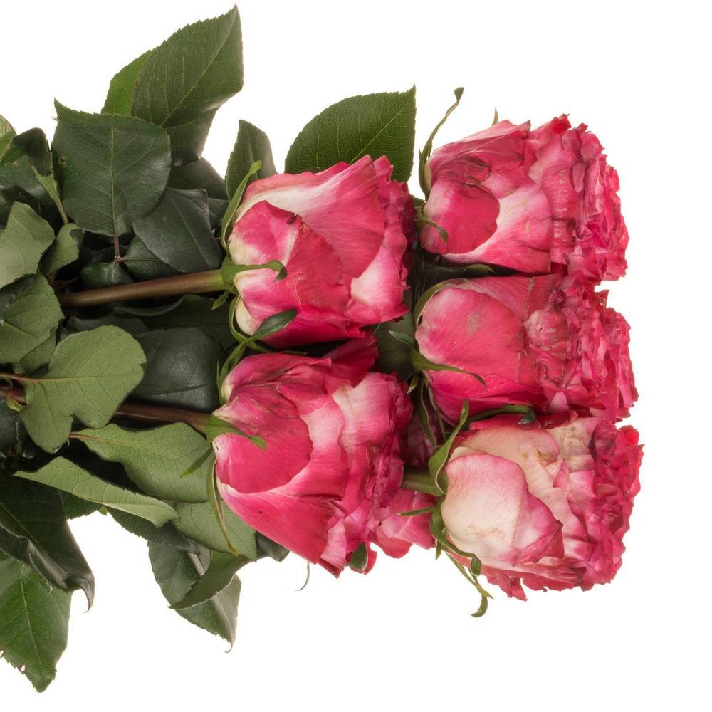 Rose fuchsia/creme Enchantement (Ec) 70cm