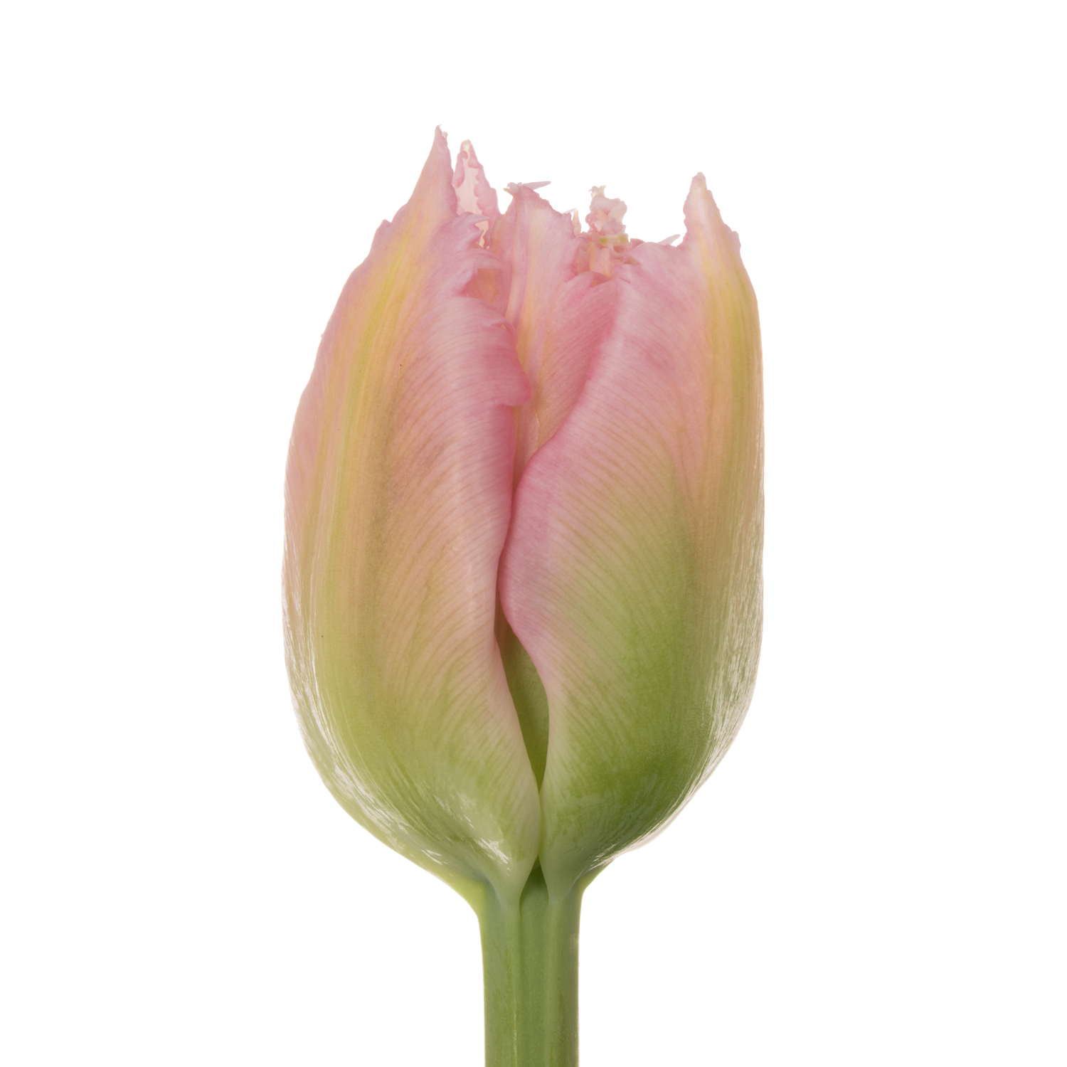 Tulpe rosa Fr Sweet caroline 36 Gramm