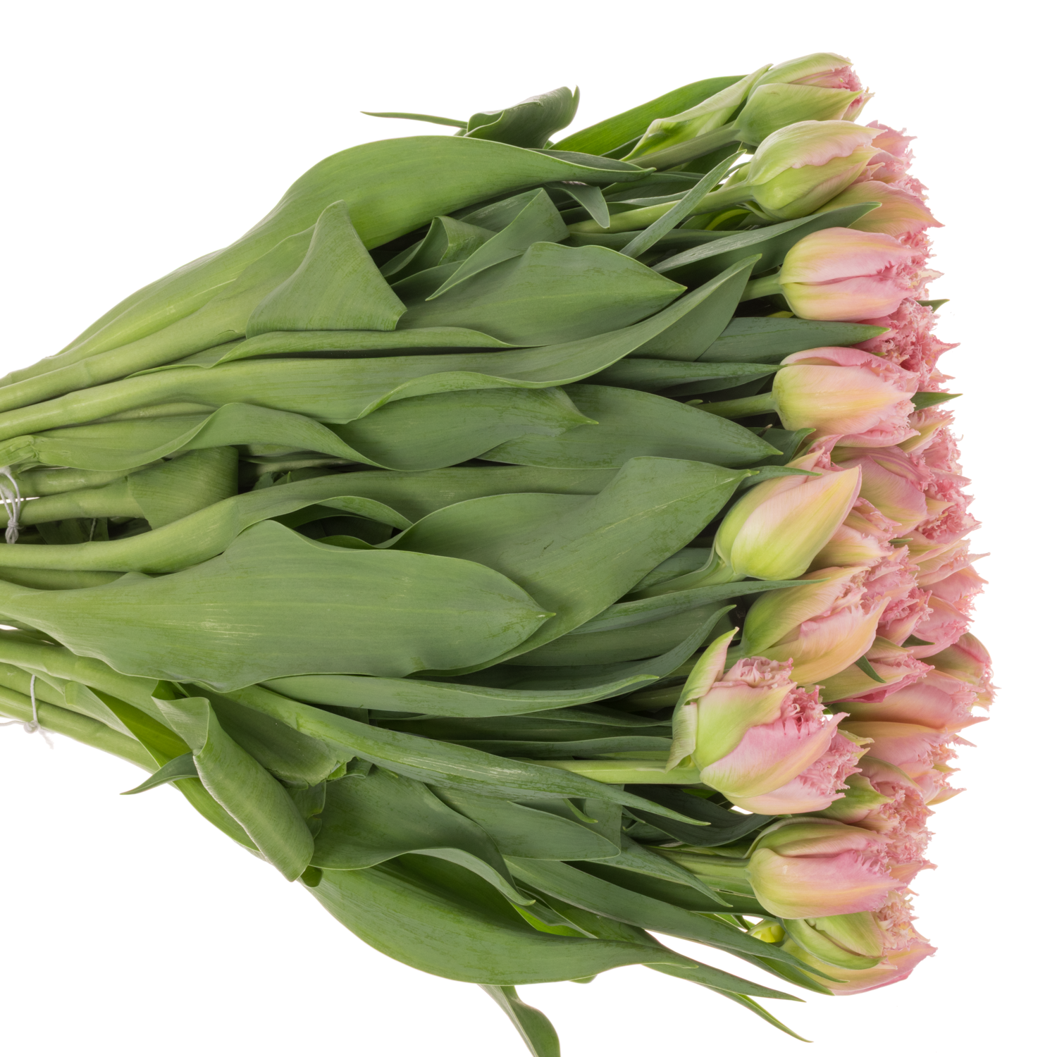 Tulpe rosa Fr Sweet caroline 36 Gramm