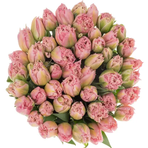 Tulpe rosa Fr Sweet caroline 36 Gramm