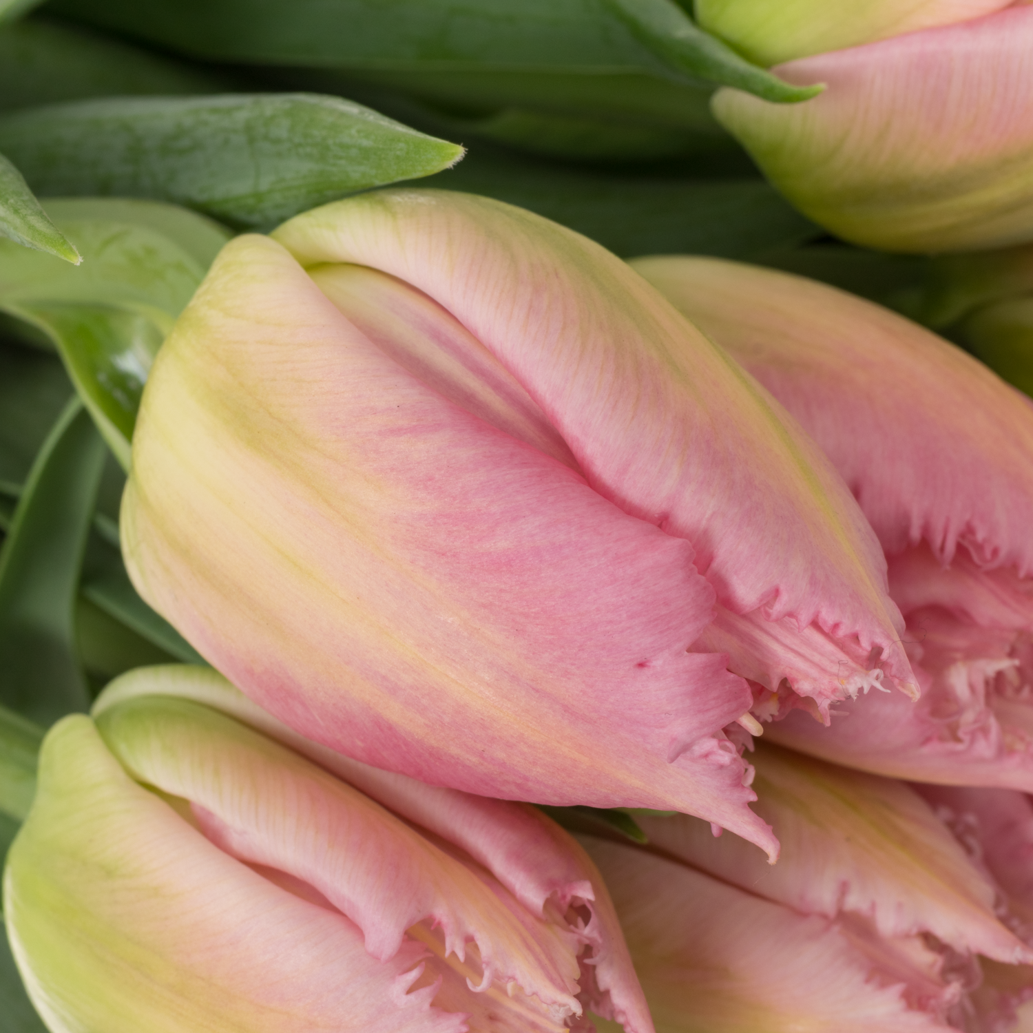 Tulpe rosa Fr Sweet caroline 36 Gramm