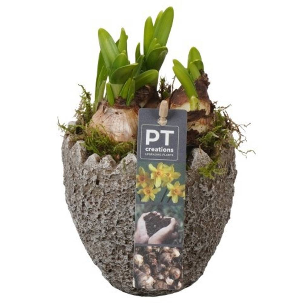 Narzis.Arr PTNP4471 Ostern T11 H018