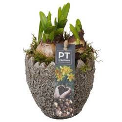 Narzis.Arr PTNP4471 Ostern T11 H018