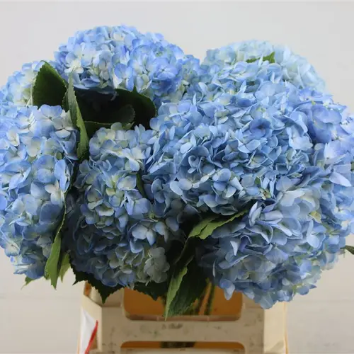Hortensie hell blau Light Blue Bol 17cm 60cm