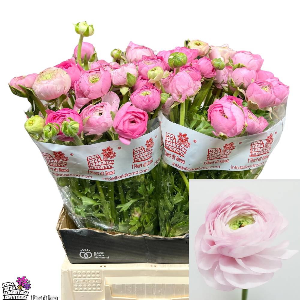 Ranunkel hell rosa Dolcevita Rose 45cm x 30