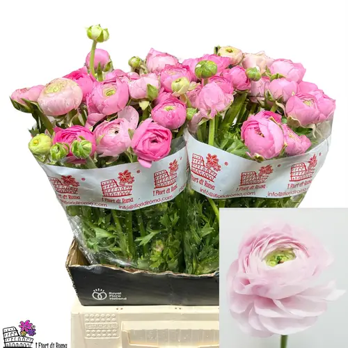 Ranunkel hell rosa Dolcevita Rose 45cm x 30