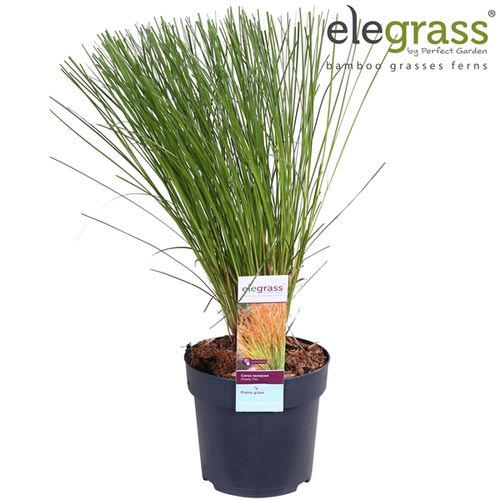 Carex Prair Fire T14 H40