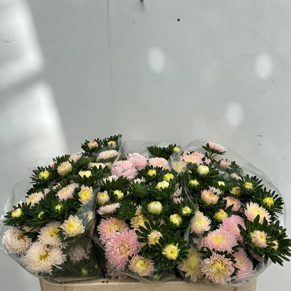 Aster verzweigt apricot/rosa Chamois 75cm