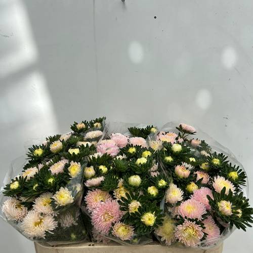 Aster verzweigt apricot/rosa Chamois 75cm