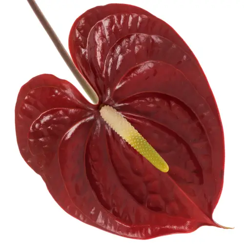 Anthurium braun Showtime Blüte 11cm