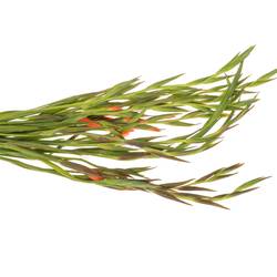 Colvillis lachs Nathalie 65cm